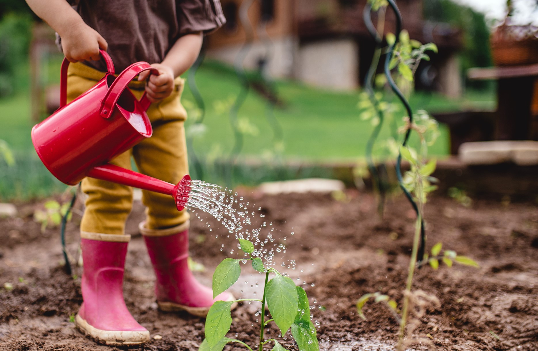 toddler in red rain boots watering plants in a muddy garden